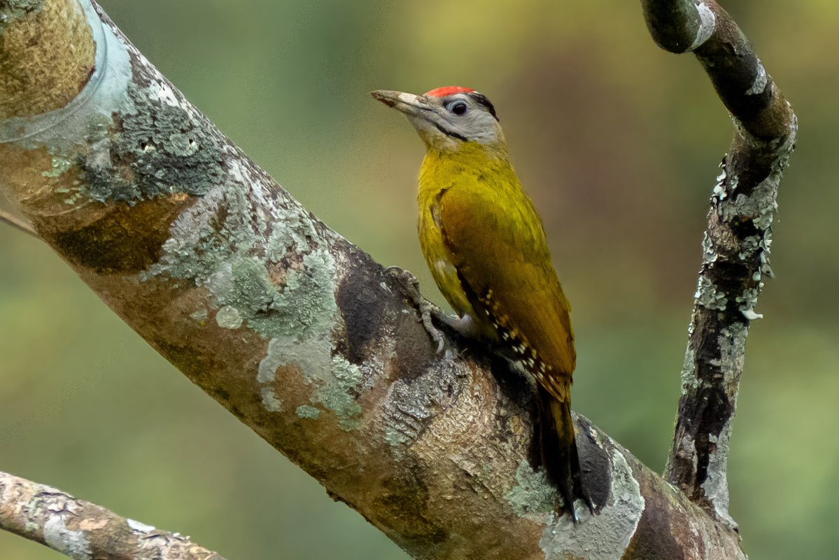 mitoGFP's tweet image. Darjeeling woodpecker, Speckled piculet and Gray-headed woodpecker #BirdsSeenIn2026 #birding #BirdTwitter #BirdsOfTwitter #birdphotography #latpanchar #IndiAves #natgeoindia #darjeeling #woodpecker