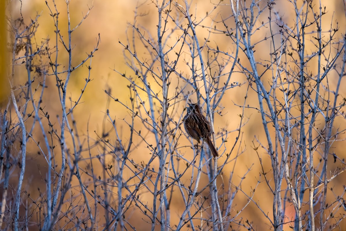Mandeepsihota's tweet image. Here’s another capture of this song sparrow singing its heart out! #birds #birding #birdsinwild #birdphotography #TwitternaturePhotography #Canon #IndiAves #WildlifePhotography