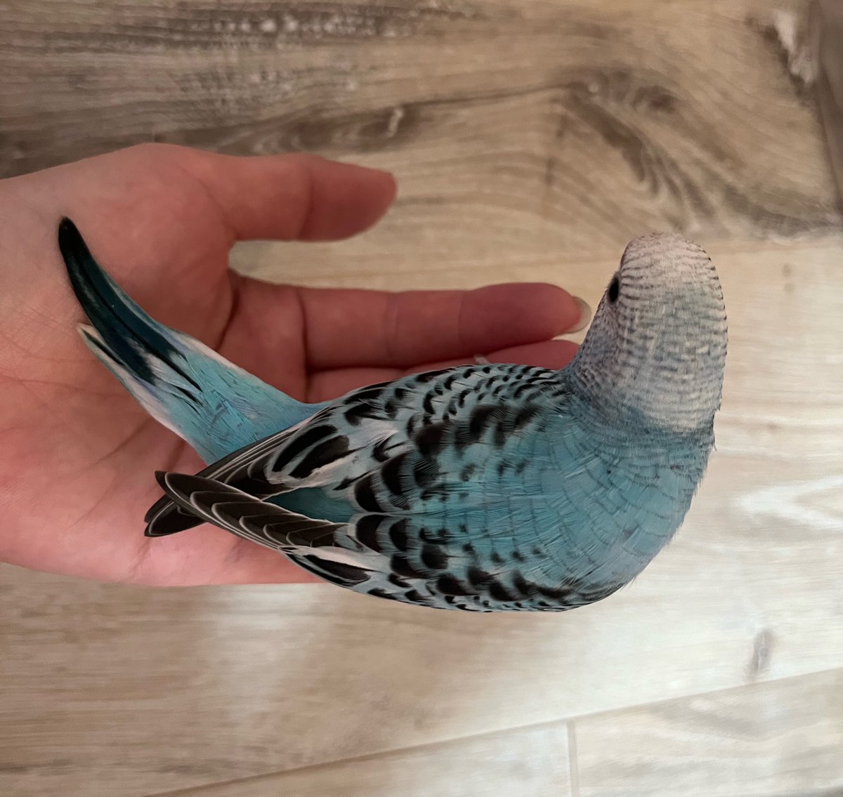 のりすけ tweet media