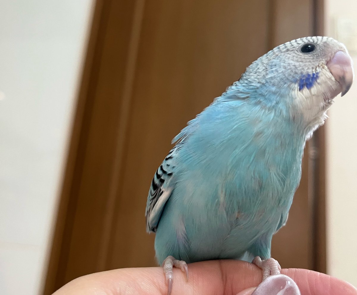 のりすけ tweet media