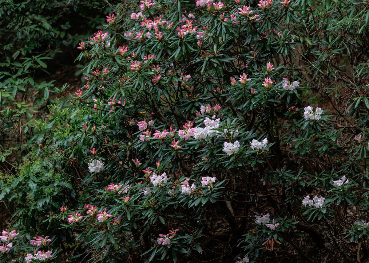 石楠花（シャクナゲ）、ヤマブキ、シャガなどの花が見頃を迎えております☺️✨

【お知らせ】

秘仏特別公開（如意輪観音、弁財天、羅刹天）

4月1日（水）〜5月31日（日）

三重塔初層特別開扉

4月25日（土）〜5月6日（水）

HPにて季節運行バス🚌情報掲載

＃岩船寺
＃gansenji