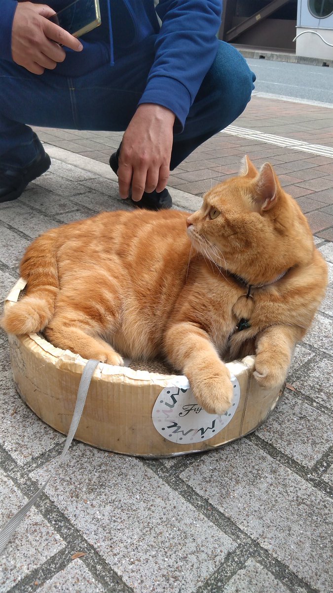 フェレットさん tweet media