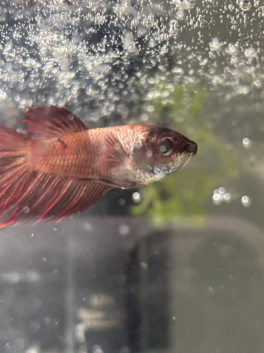 cedarolo's tweet image. i need more pets #now