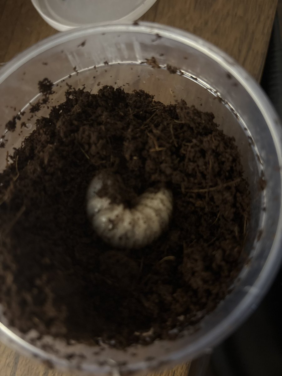 cedarolo's tweet image. i need more pets #now