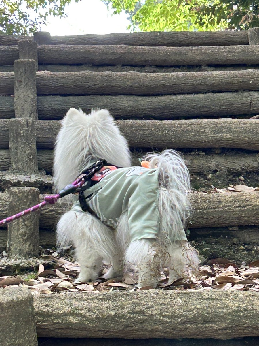 ちぇこ＠5/6（水）クリエイターズマーケットD234 tweet media