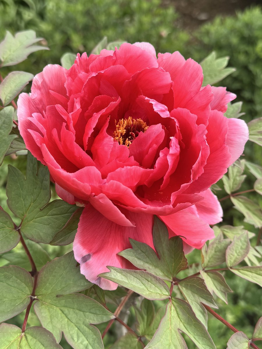 yuko⭐️ tweet media