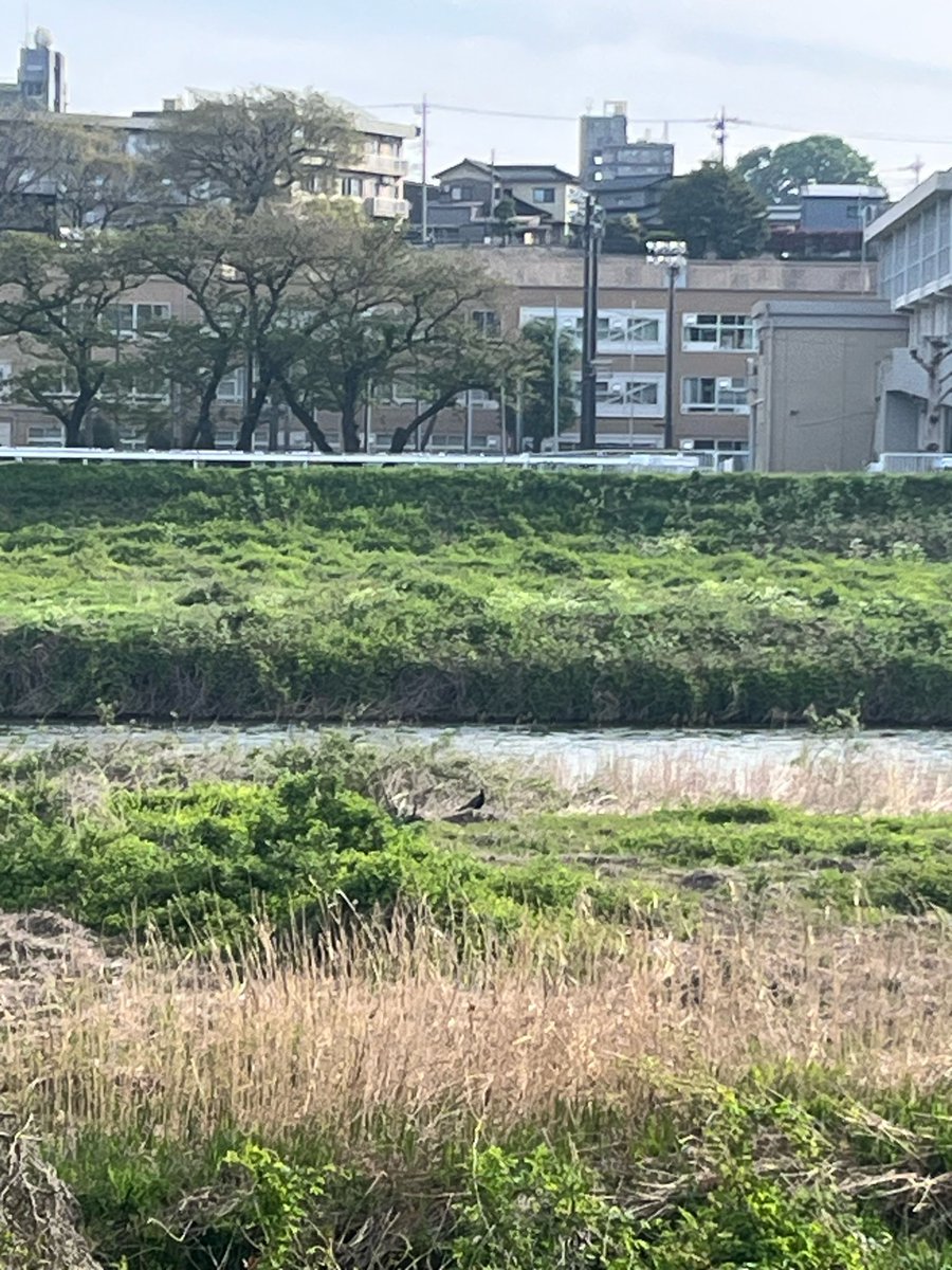 yuko tweet media