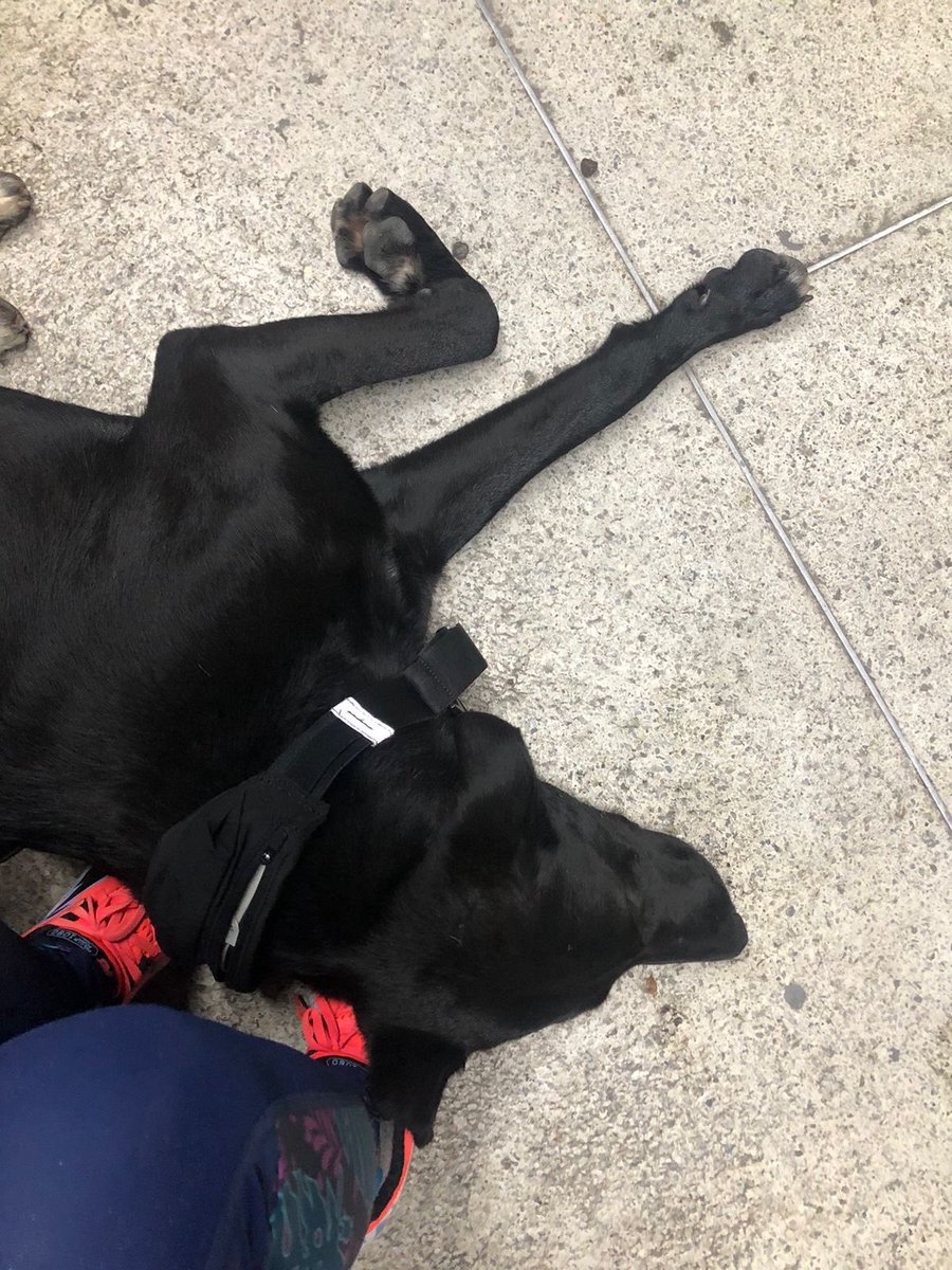 MÓNICA RODRÍGUEZ 🐤 tweet media