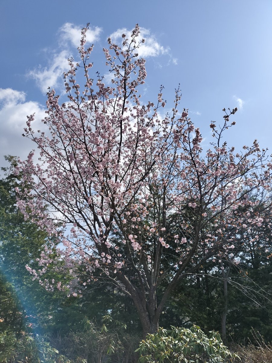 桜のお便りつづきまして、鉱山事務所向かって右の桜、この桜だけ咲いてます🌸
階段周辺のフラワーポットが雪で壊れていますので、足元は十分お気を付けください。
#小坂町
#小坂鉱山事務所
#明治百年通り