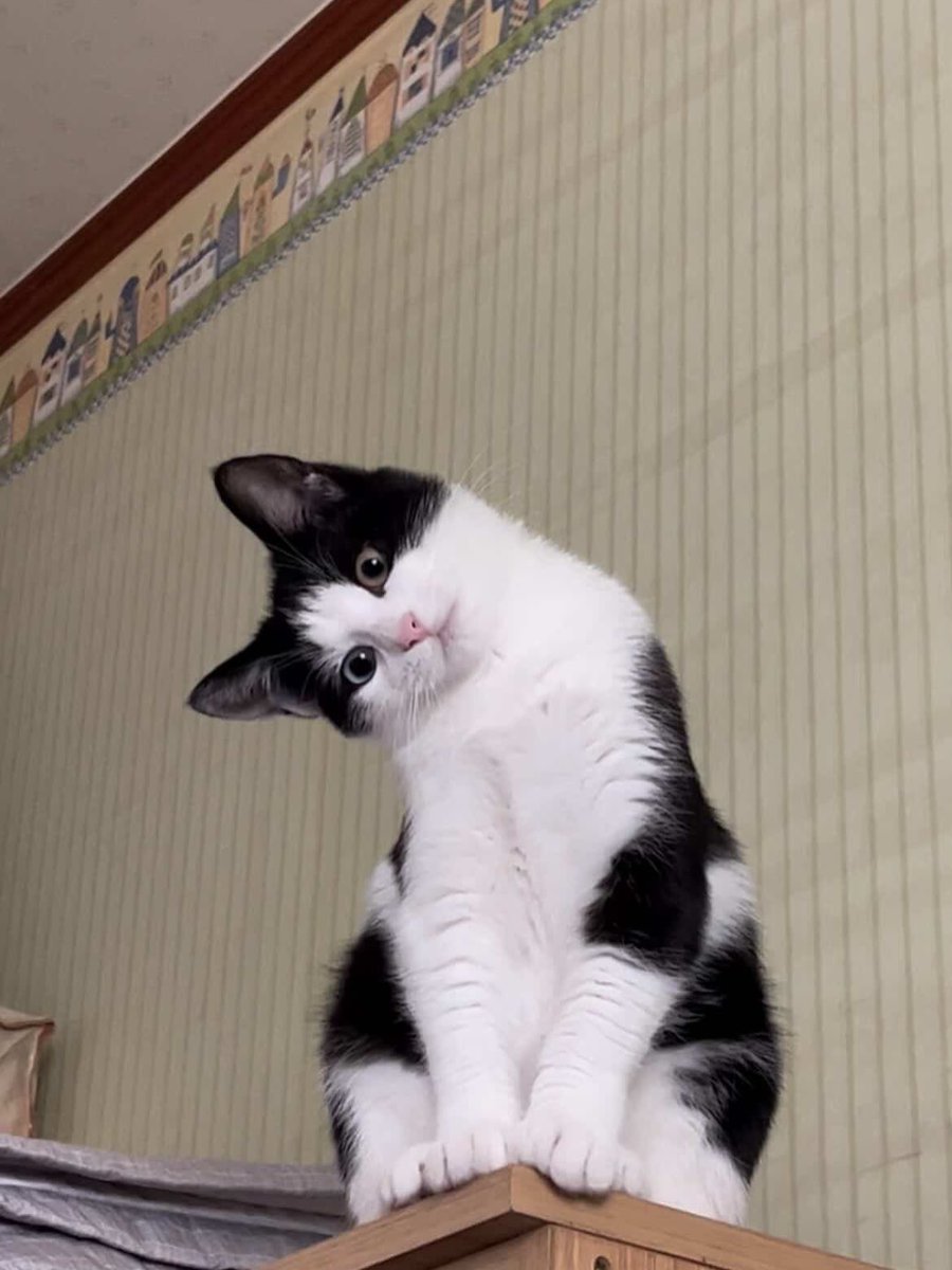 Cats for Happiness. tweet media