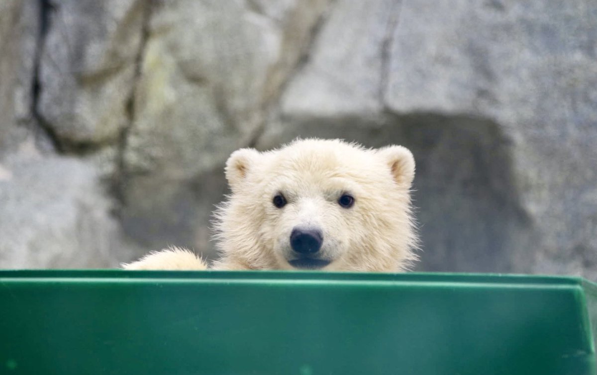 しろくろ tweet media