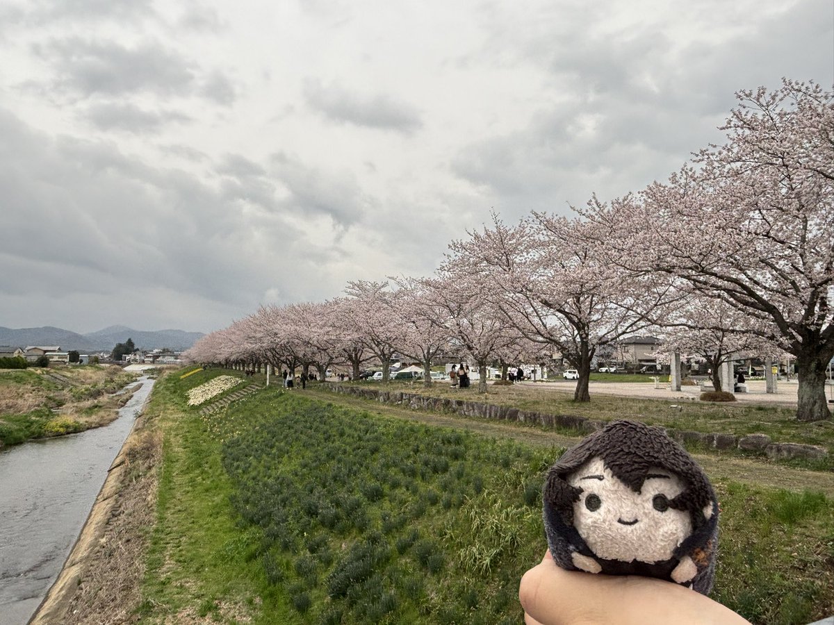 前に橋の上から撮った写真です。
既に桜は散ってしまいました。寂しい。
また君と一緒に見られたらいいな。(チアころん)