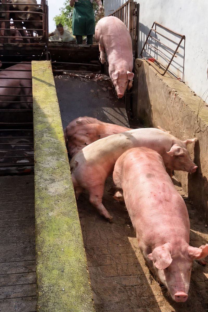 nasrene41's tweet image. #Vegan #PlantBased
They’re not walking
they’re being pushed.
Confused. Slipping. Scared.
Moving forward not because they want to
but because they have no choice.
This is their last journey.
If we saw this happening to animals we love,
we’d never accept it.
So why accept it here?