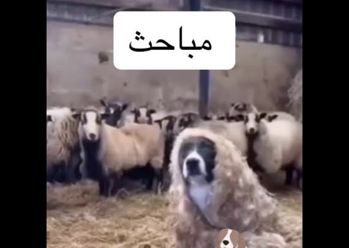 يوسف tweet media