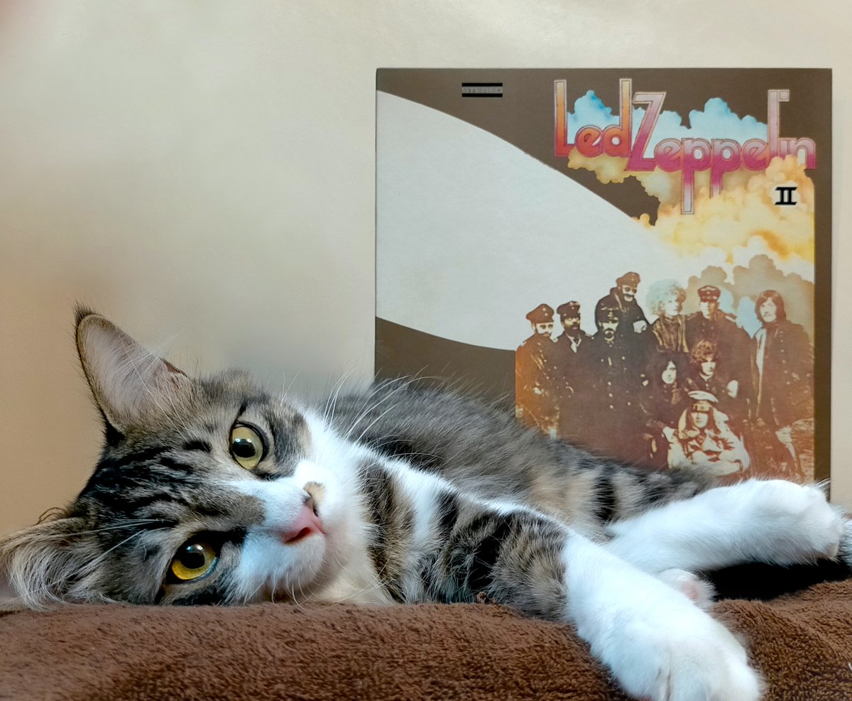 タウンゼント tweet media