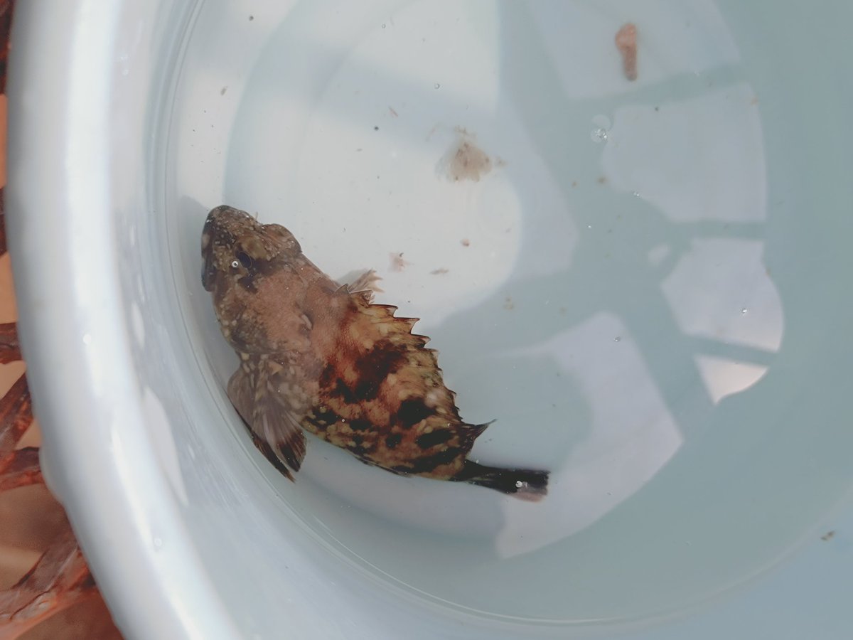 lemo080611's tweet photo. カサゴ https://t.co/NwgJYEUX4P