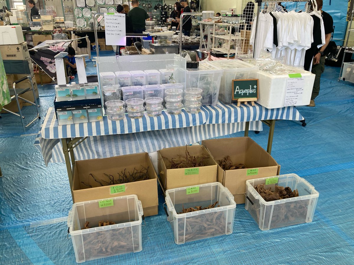 Aqua plus+ tweet media