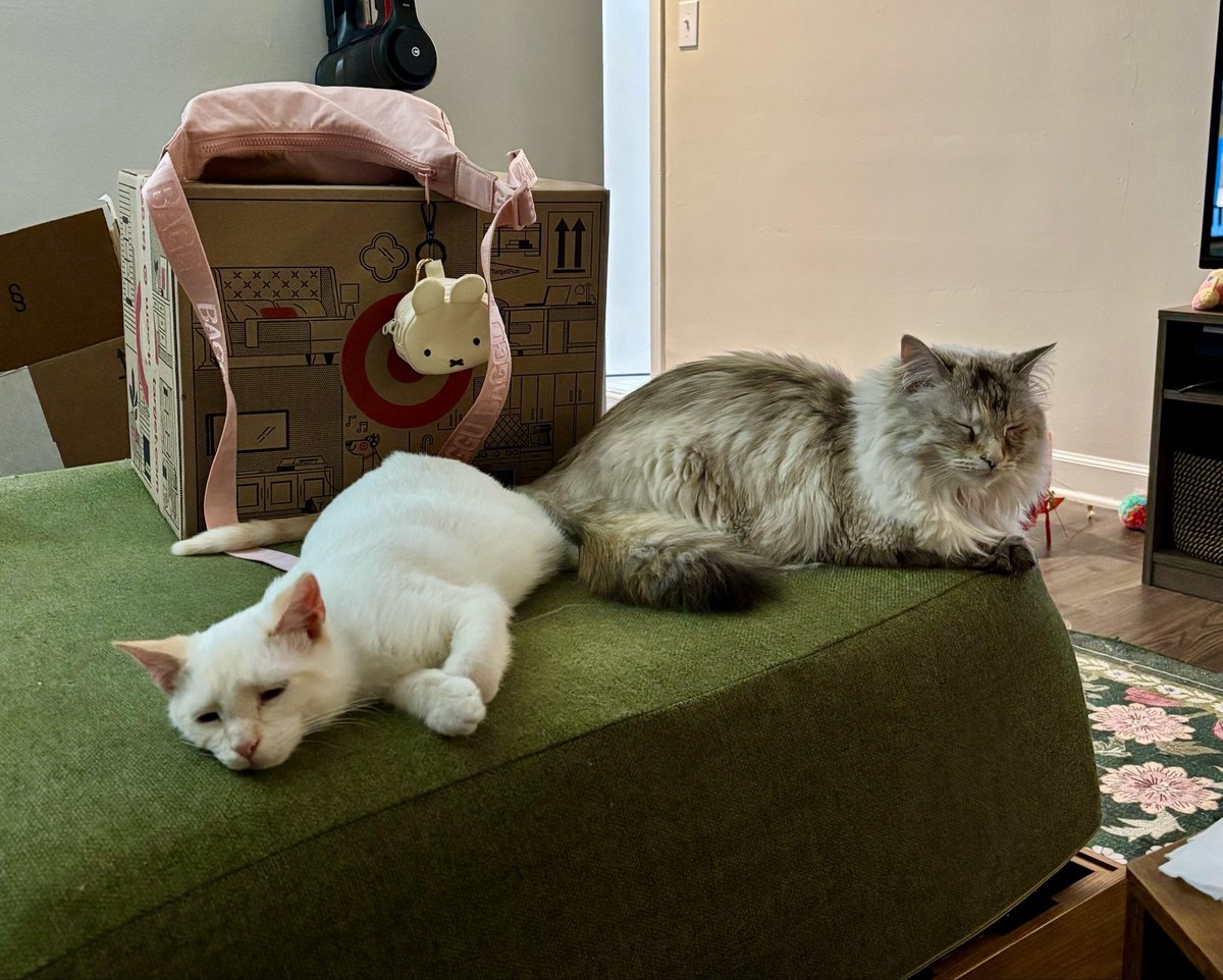 boche (gunched AND stumped) tweet media