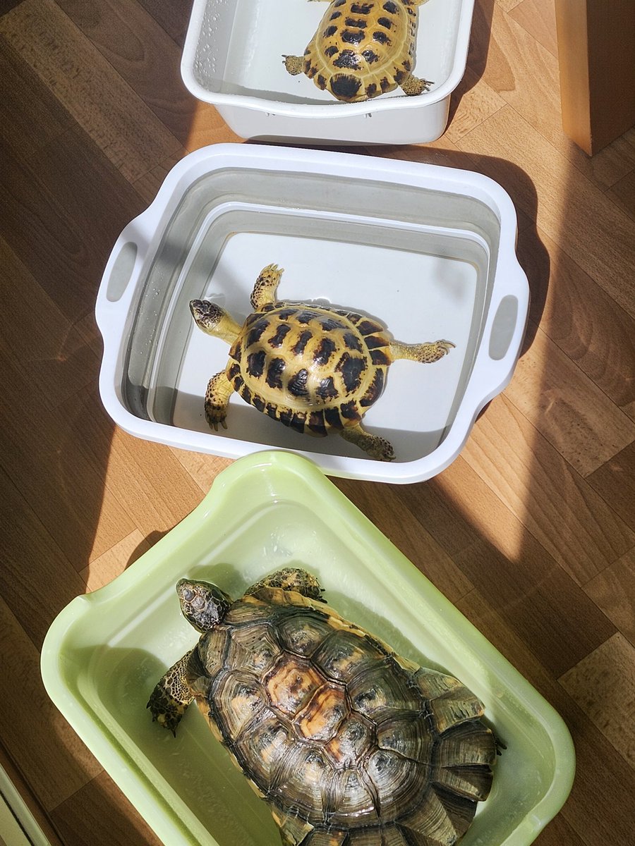 クマエ(り) tweet media