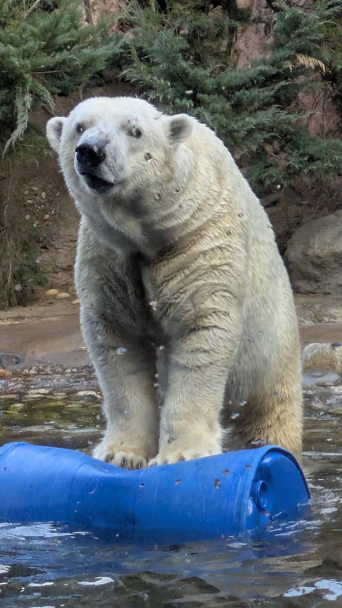 yadokarimidori tweet media