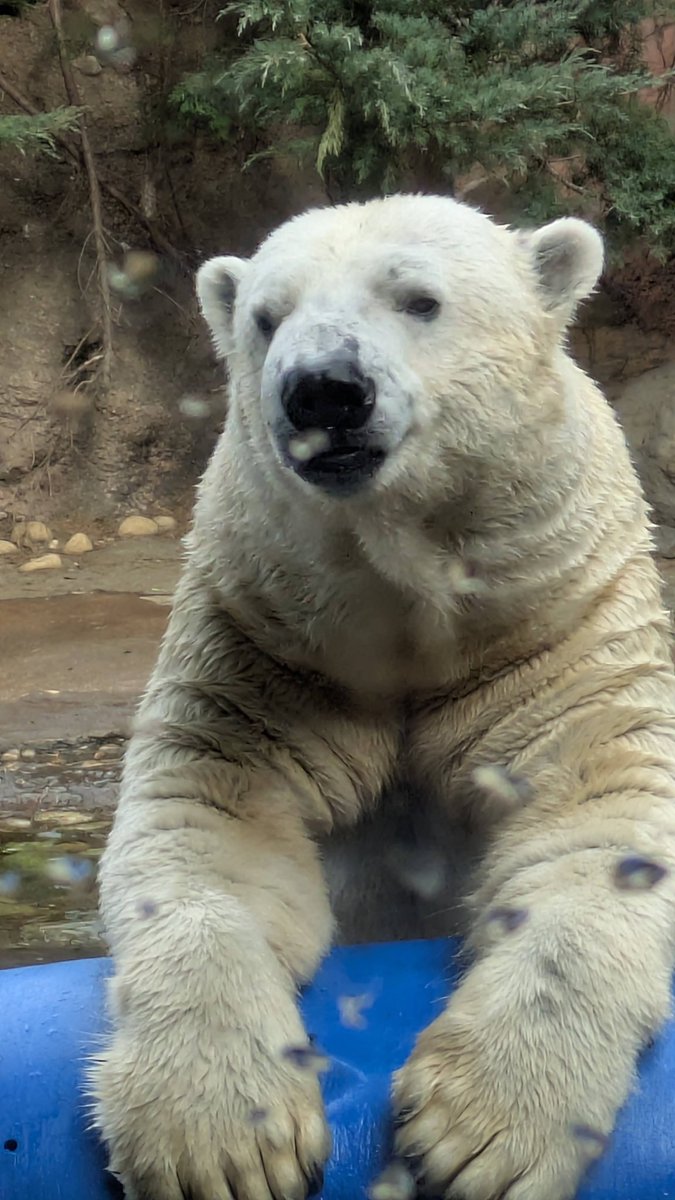 yadokarimidori tweet media