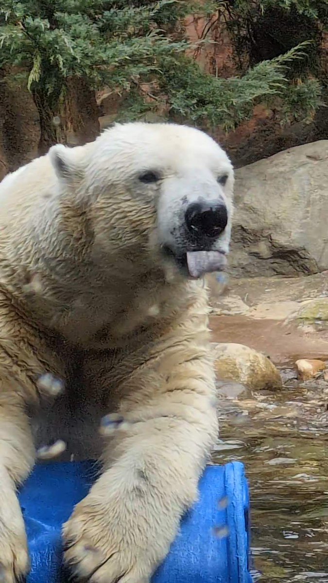 yadokarimidori tweet media