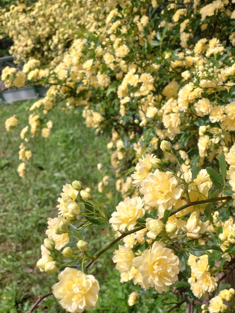 SAKURA COLOR tweet media