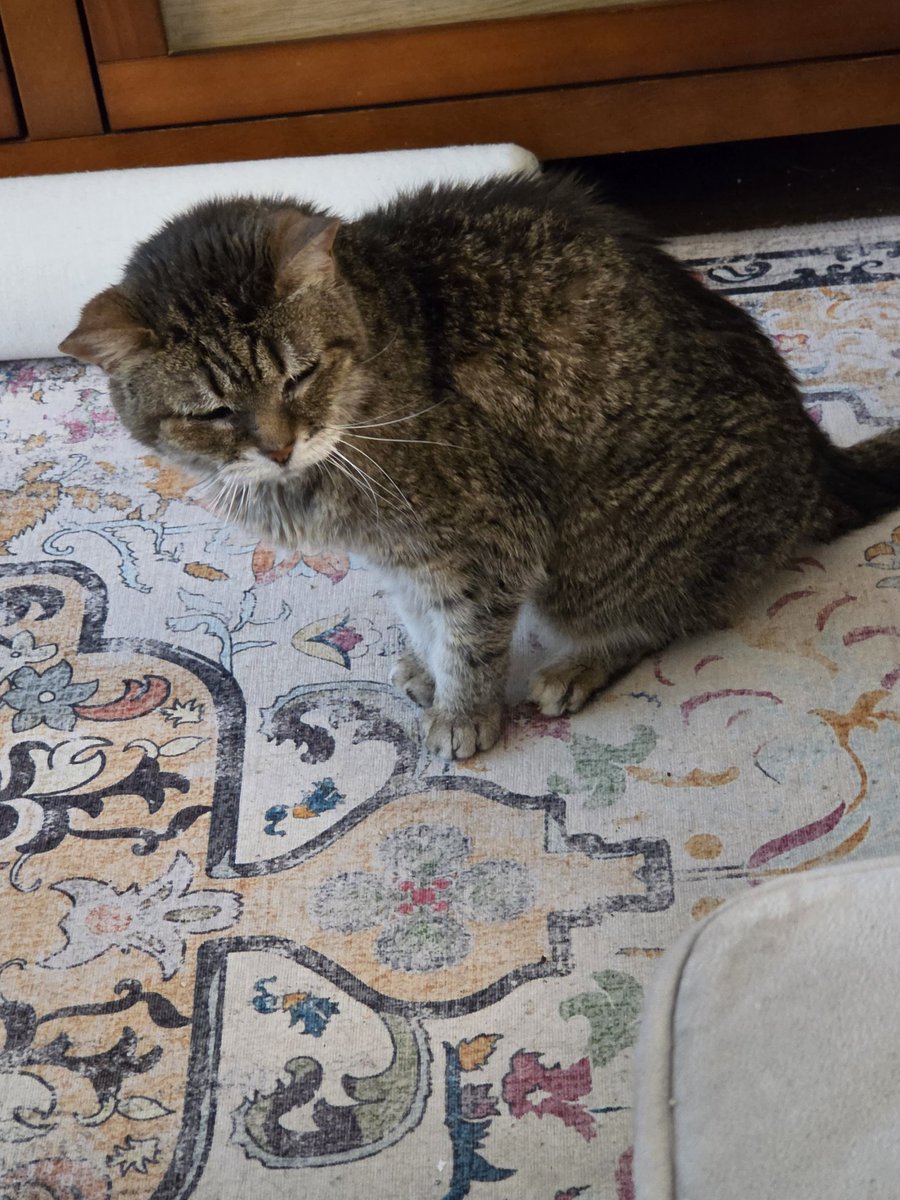 Coco the 21yo Cat 🇨🇦 🦊🎵 tweet media
