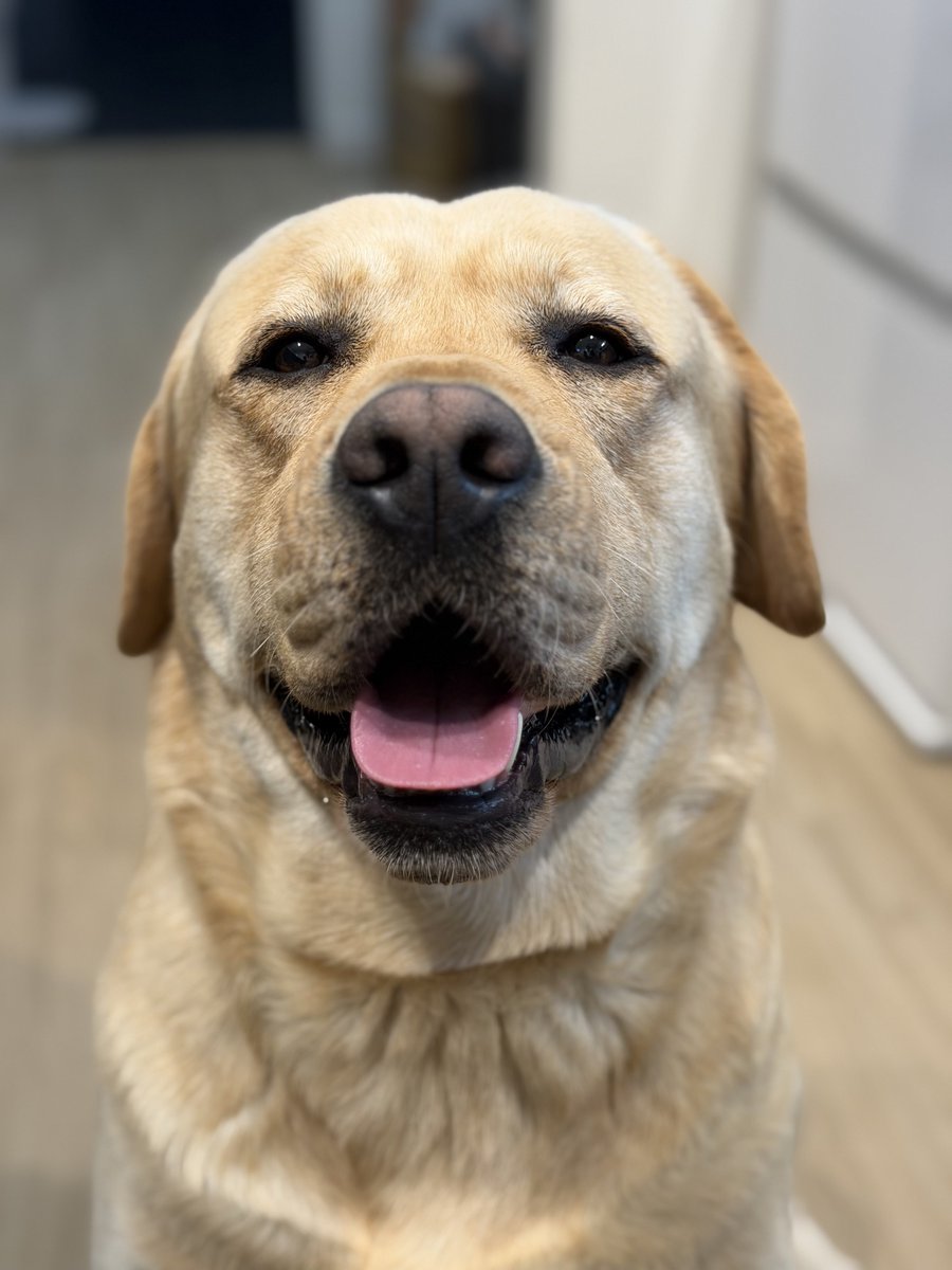 ラブラドールの横綱 tweet media