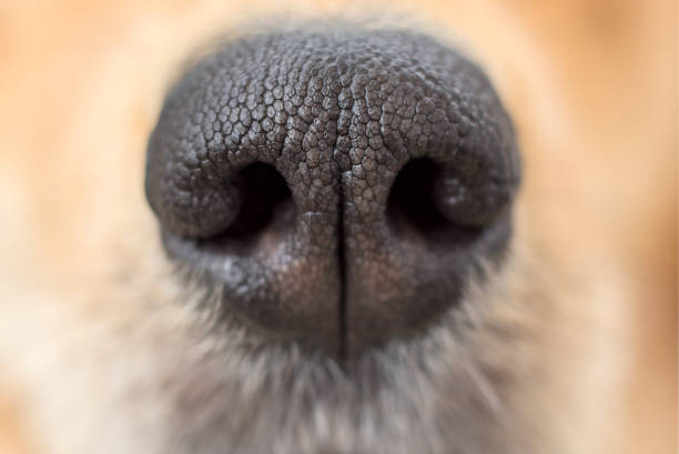 Dogwalkerperu's tweet photo. ¿Sabías que la nariz de tu perro es tan única como una huella dactilar? 🐾👃

​Ni dos humanos tienen las mismas huellas, ni dos perros tienen el mismo patrón de crestas y ranuras en su trufa ¡Es su identidad ante el mundo! 🌍
​#DogWalkerPeru #DatosPerrunos #CuriosidadesCaninas https://t.co/t8YB6dqfox