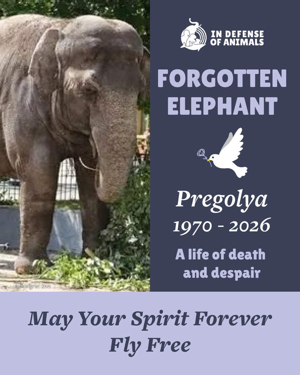IDAUSA's tweet image. Forgotten #elephant Pregolya’s life was marked by a trail of dead babies, inbreeding &amp;amp; disease.  
Read more: bit.ly/4cvTECO
Pls RT &amp;amp; support bit.ly/4tdNqyy
#10WorstZoos #CaptivityKills #CaptivityIsCruel