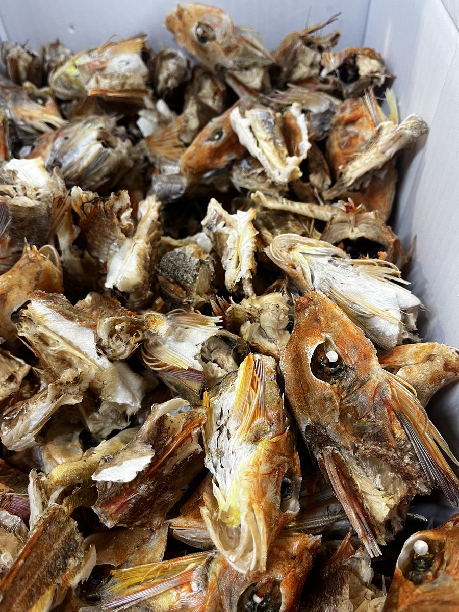 RAMEN SpartanZ tweet media