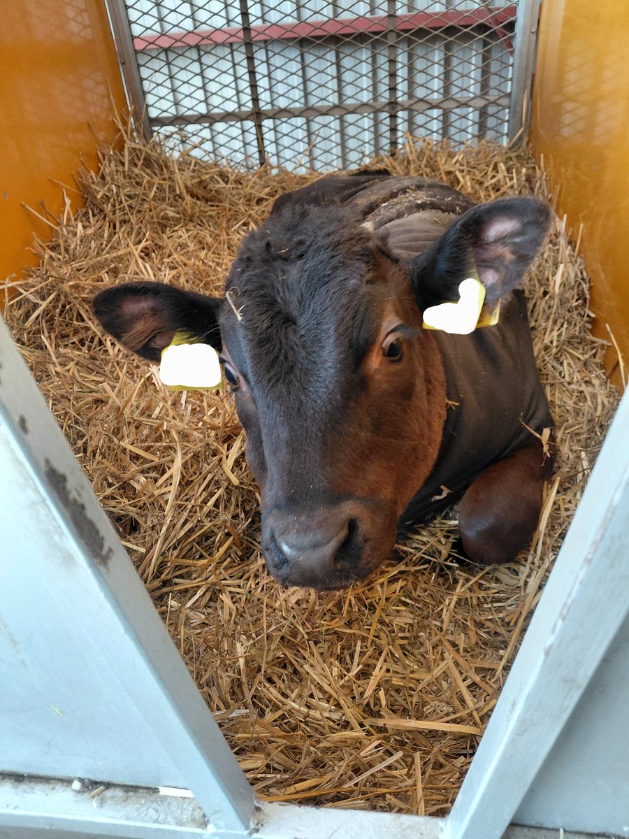 こっこハッチ掃除

こっこLOVEな方
←｢(可愛い寝顔。最後にまわしてあげよ❤)｣
親べこLOVEなﾜｲ
→｢さぁ掃除の時間だよぉ！！！！チビ共起きなぁぁっ｣

いなめない姑感