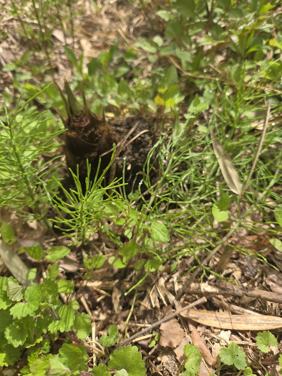 まっちゃま👑🐃 tweet media