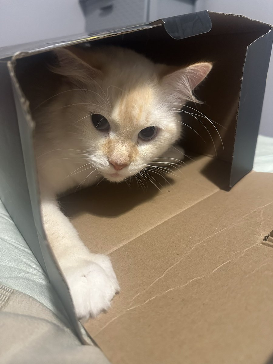 OkBabyViolet's tweet photo. @lunarfq Everyone this is Killua Megatron C. https://t.co/gIxbf1pJ4P