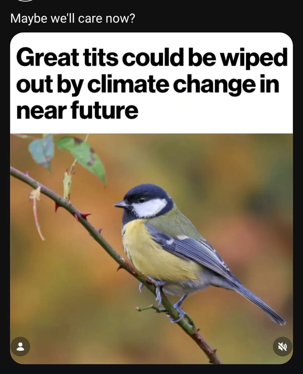 edsteelmuscle's tweet photo. Save the tits! See them before they’re gone! Check out my newest collab with @pec_inspector ! 

https://t.co/bxvrWShzBs https://t.co/eOivcln8nG