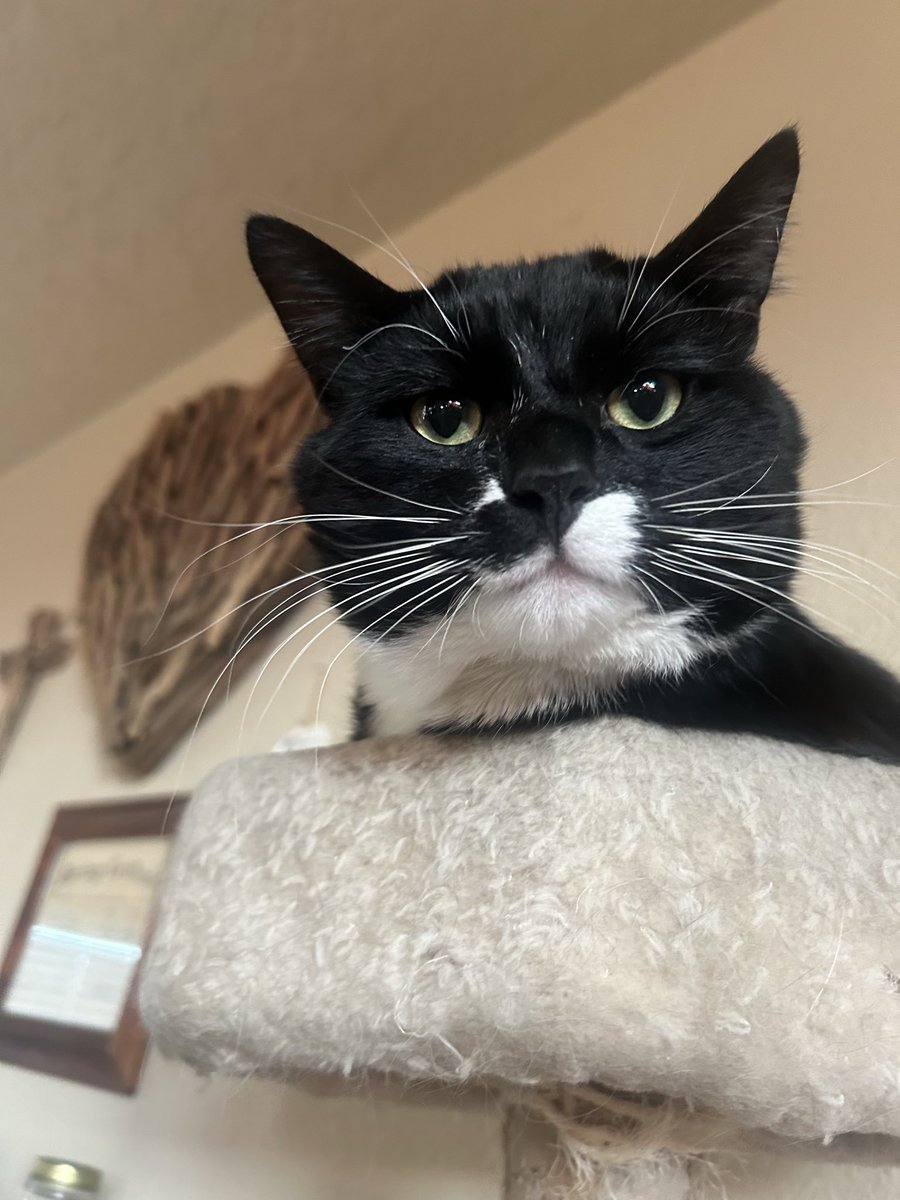 Happy Saturday from Mr. Basil 🌿