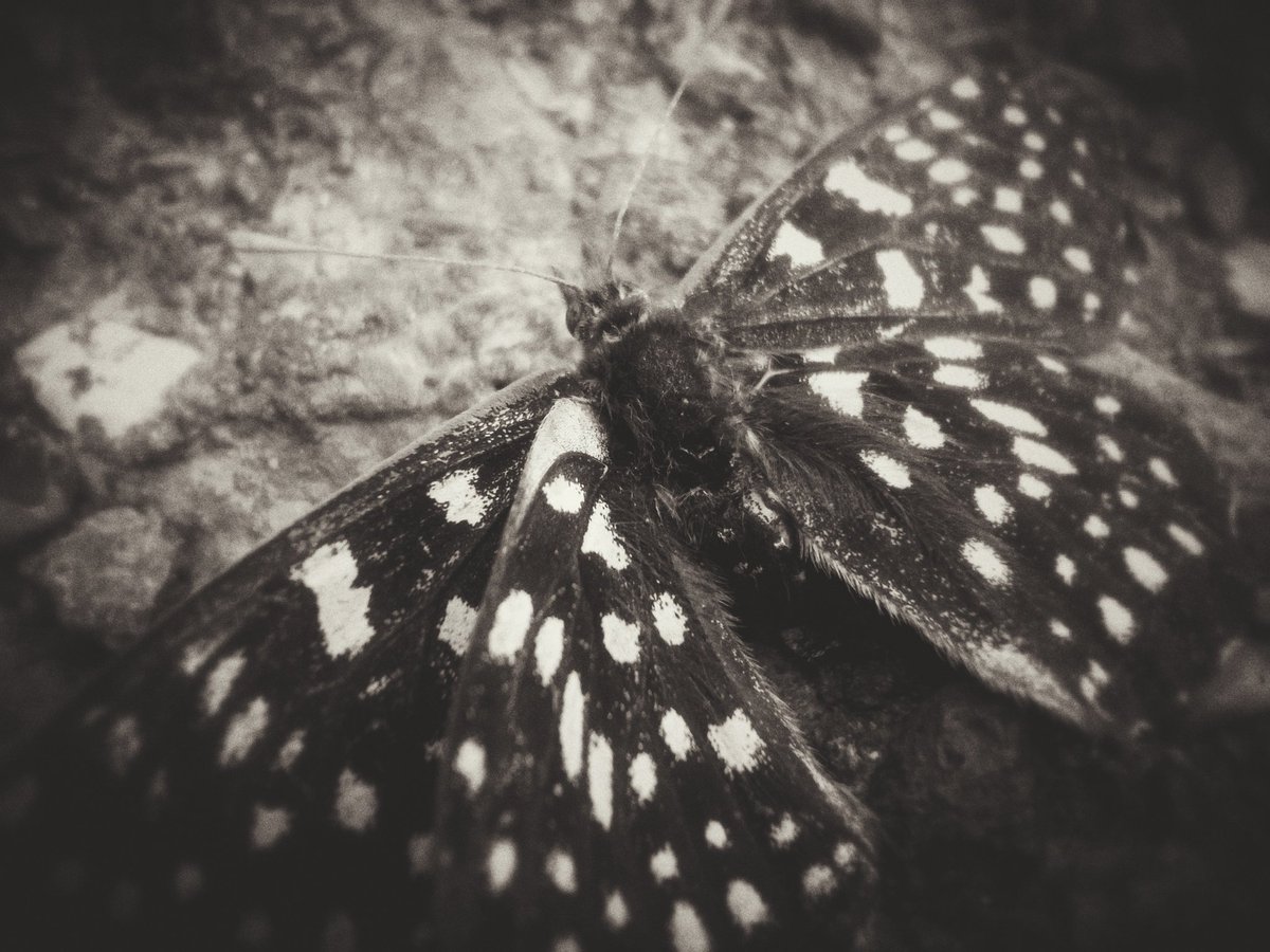 queefrichardzz's tweet image. .moth to blame, face down on the asphalt.
{
 }
{
 }
#photographer #photography #moth #naturephotography