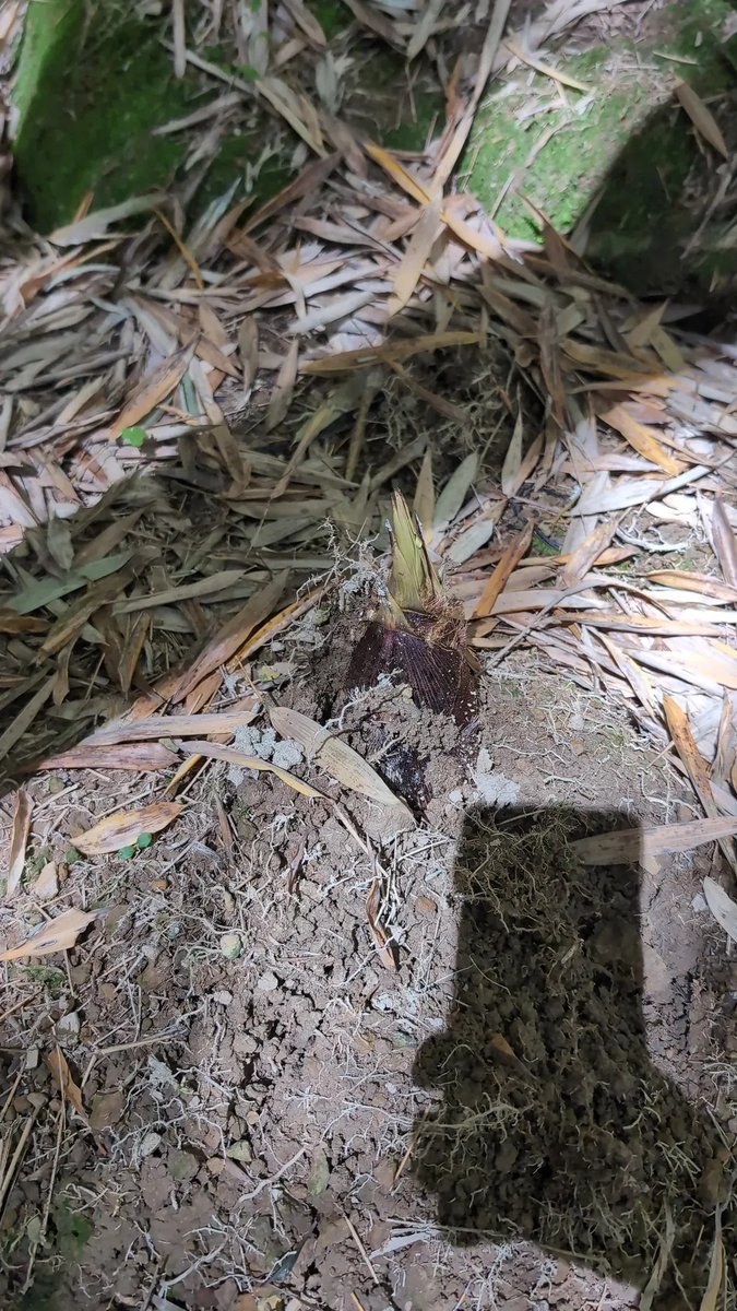 Starge研修生 tweet media