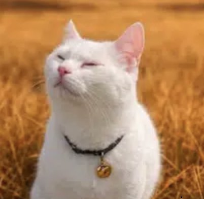 Cryptronix tweet media