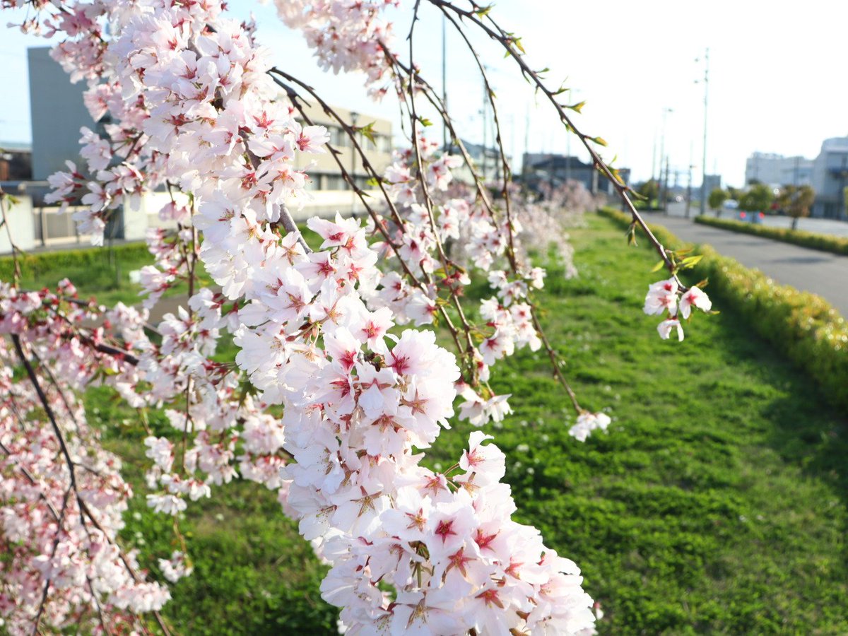 gtm_wing's tweet photo. 街路樹として咲いてる枝垂れ桜も良きですね🌸 https://t.co/4cez2t6Dua