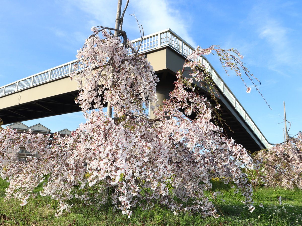 gtm_wing's tweet photo. 街路樹として咲いてる枝垂れ桜も良きですね🌸 https://t.co/4cez2t6Dua