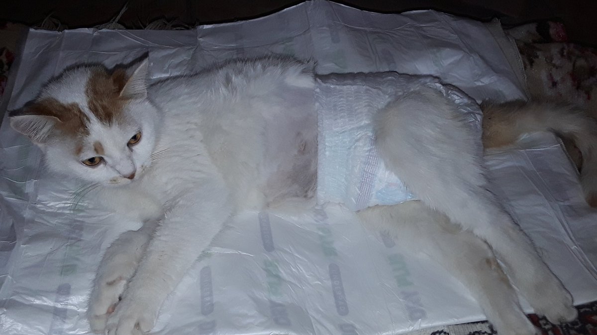 Vanella 86 tweet media