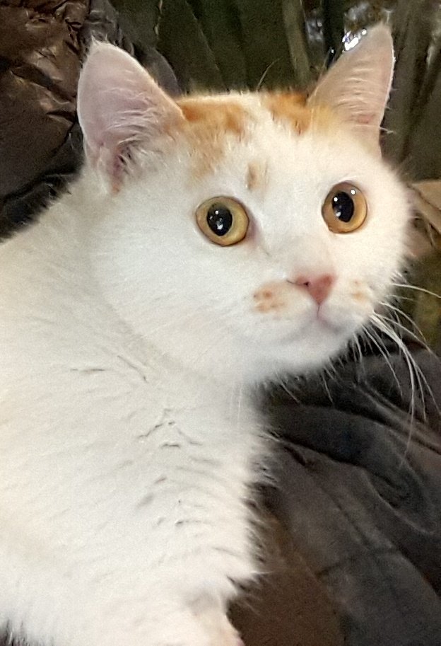 Vanella 86 tweet media