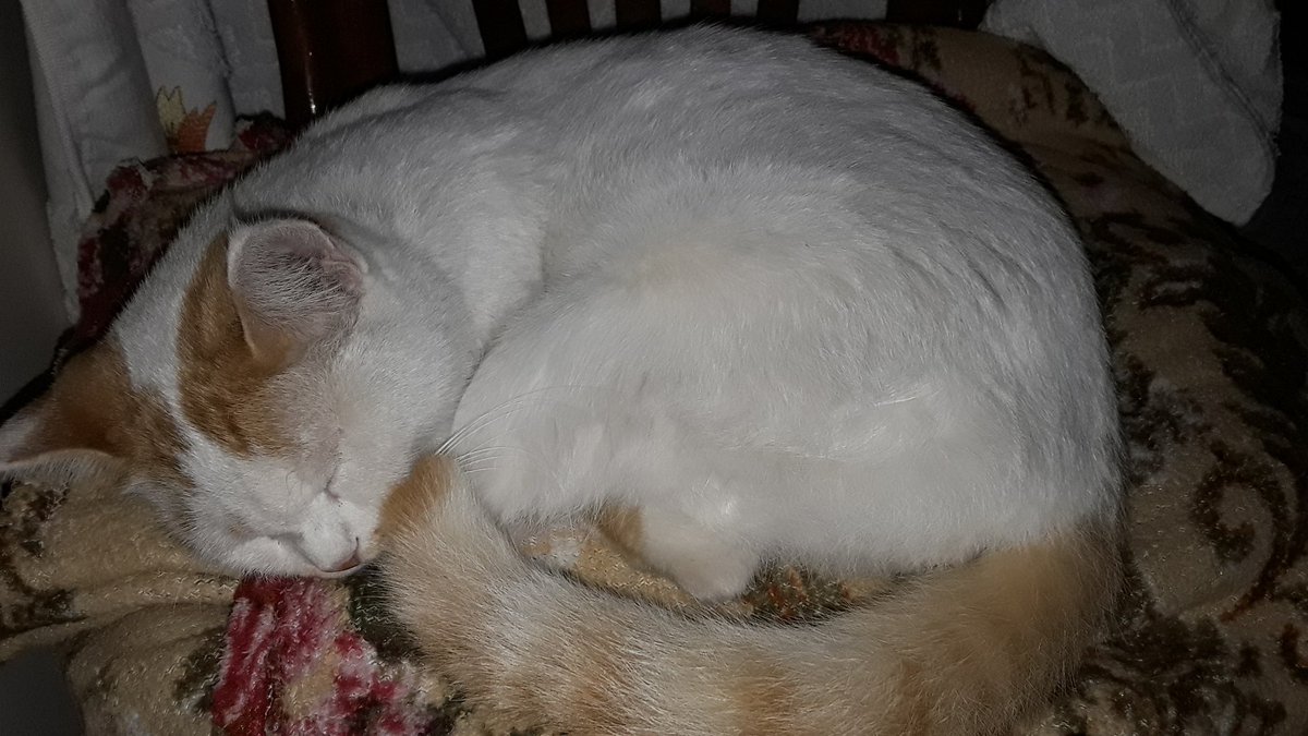 Vanella 86 tweet media