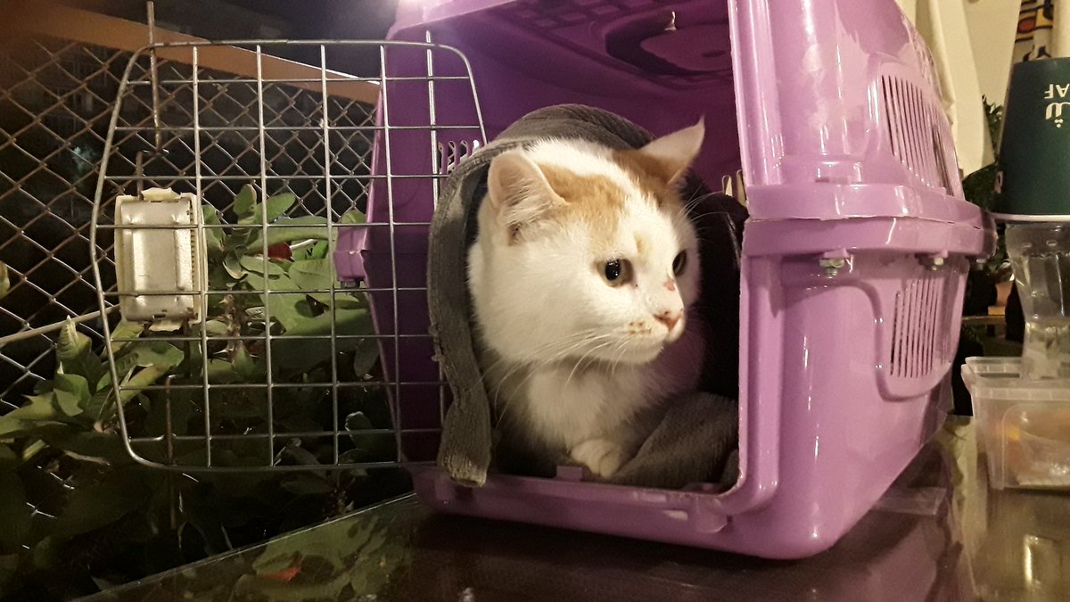 Vanella 86 tweet media