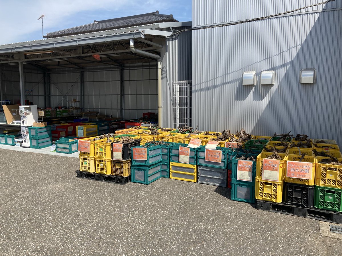 チャーム公式　流木・石【中の人】 tweet media