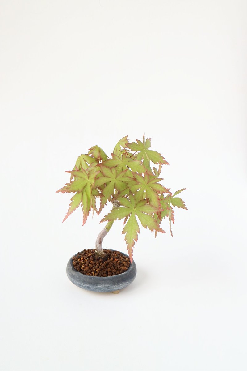 kinsyo826's tweet photo. 庭に実生のモミジ
#ミニ盆栽
#自作鉢
#minibonsai https://t.co/6y13QZLUDm