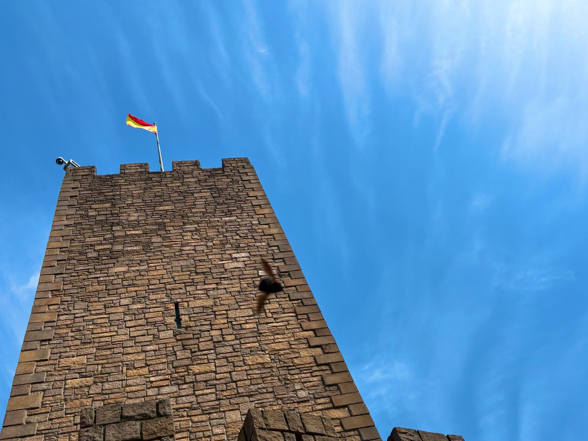 ビッグロック大岩 tweet media