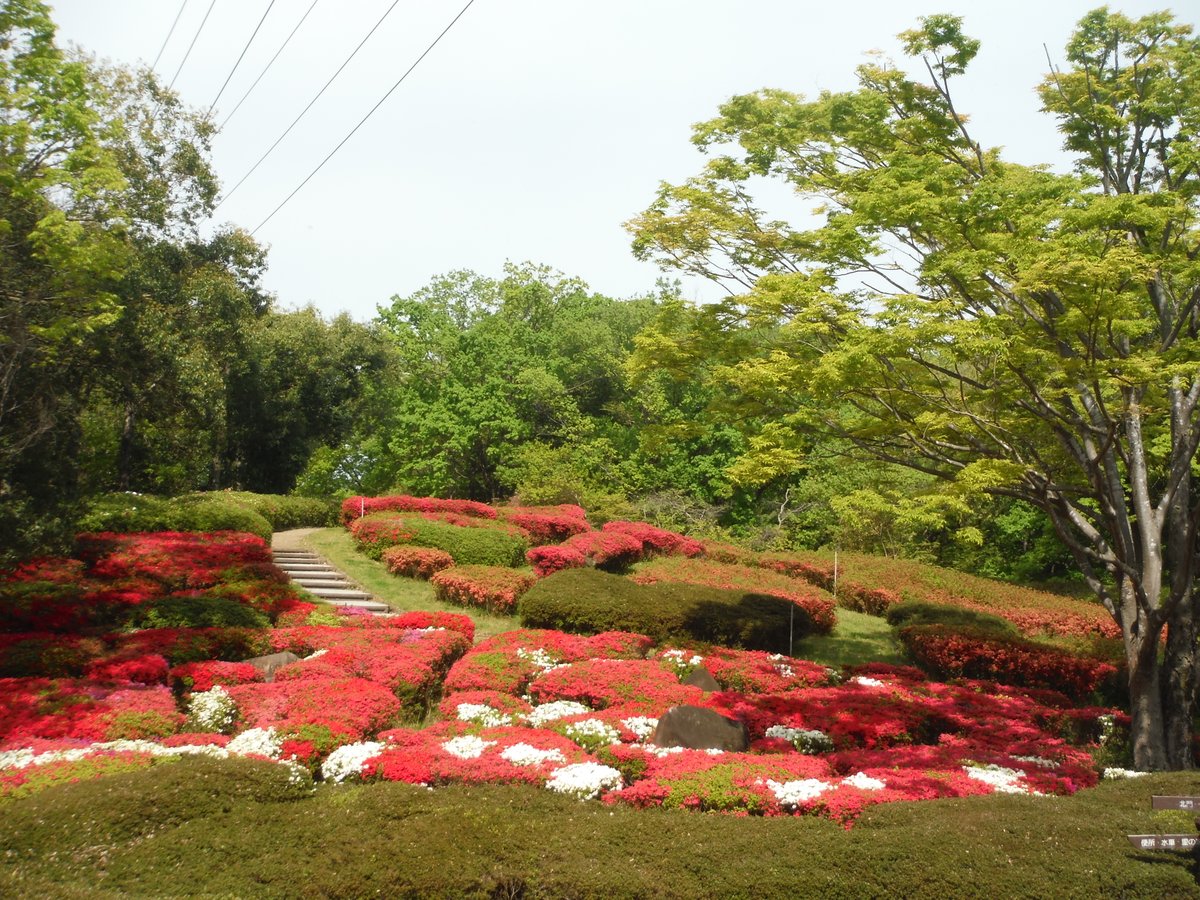 本日、４月19日（日）河内の里「つつじの丘」の様子です。
＃錦織公園　＃河内の里　＃ツツジ